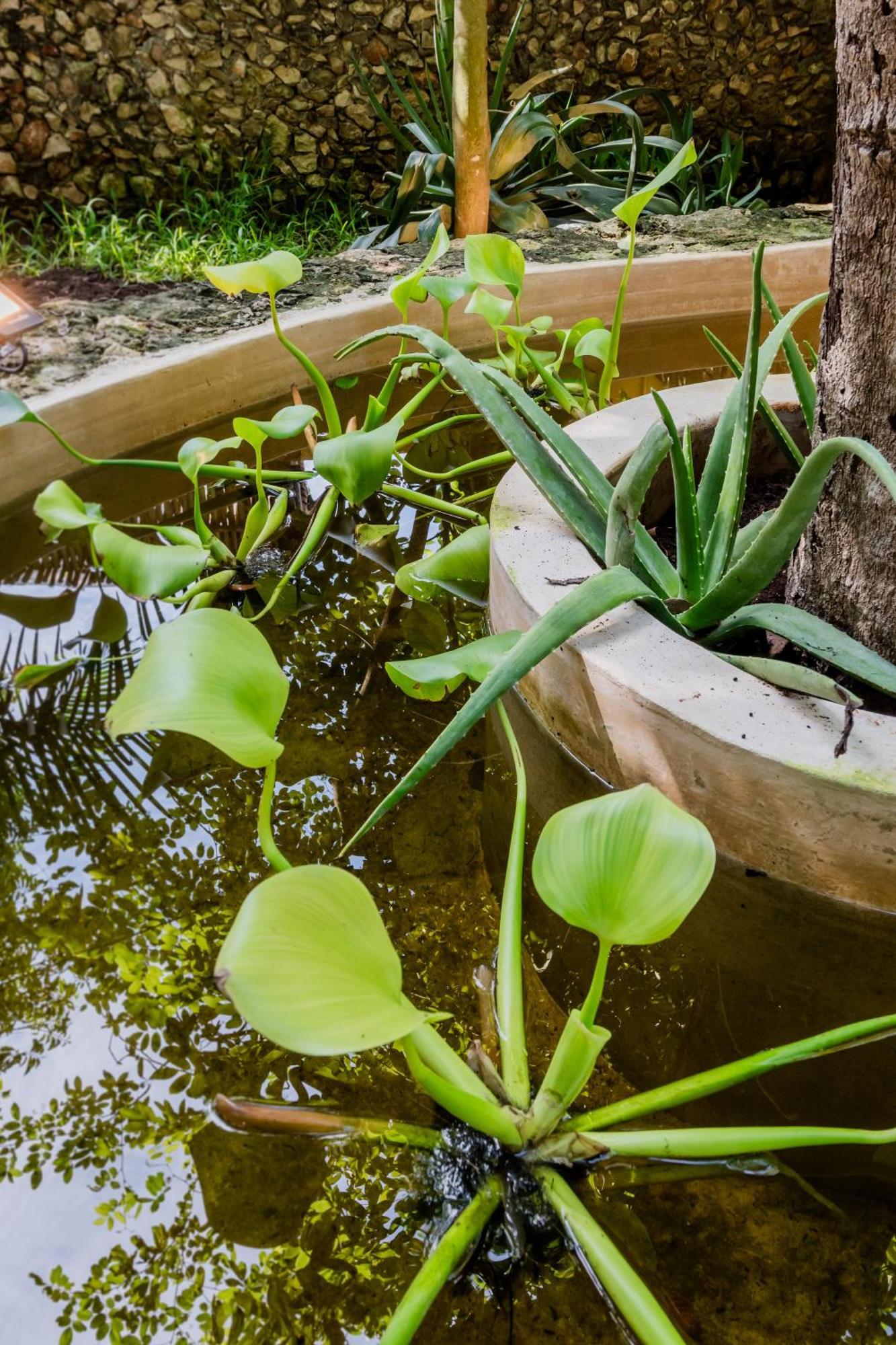 Mamacha - Natural Residence Valladolid  Ngoại thất bức ảnh